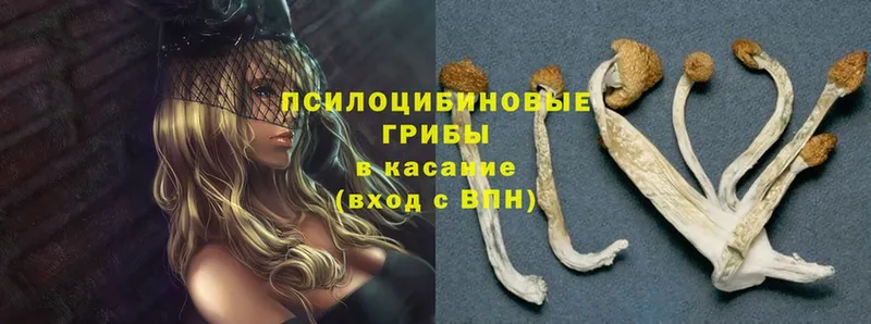 Галлюциногенные грибы GOLDEN TEACHER  закладка  Михайловск 